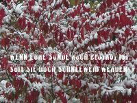 redfrondageinsnow